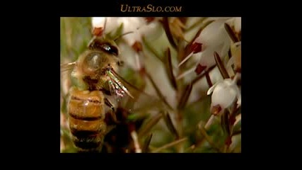 Пчела лети на забавен кадър
