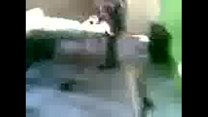 fitnes maniaci 