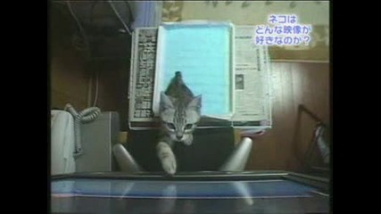 Котки Гонят Топче На Телевизора
