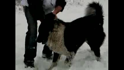 Бок - Българско овчарско куче