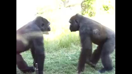 Бой между горили! смях!