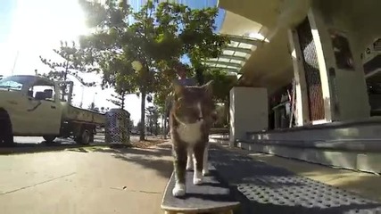 Котка на скейтборд