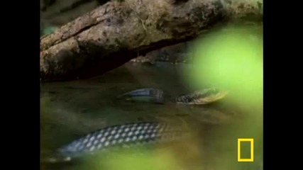 Jesus Christ Lizard 