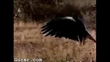 Hawk Vs Rattlesnake