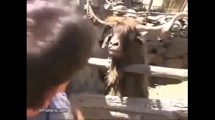 Умна коза 