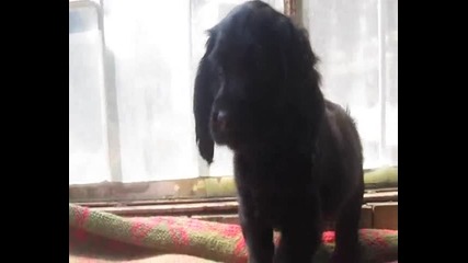 Сладко кученце