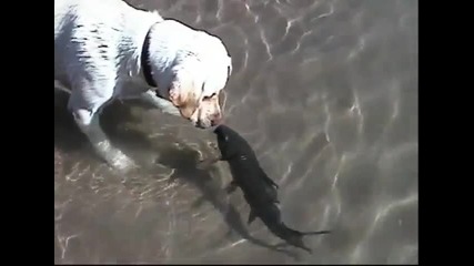 Куче и риба се целуват и плуват заедно