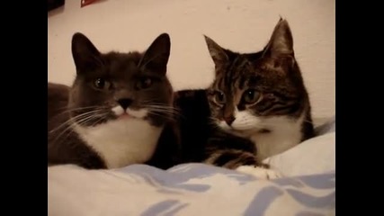 Две говорещи котки 