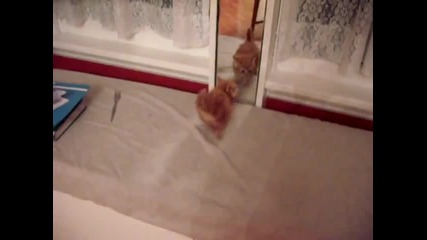 Малко коте си играе - Смях