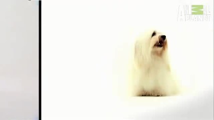 101 кучета - Coton de Tulear