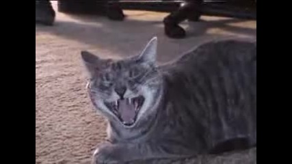 Nala the Laughing Cat 