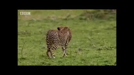 леопард Спасявя малките си от Лъв 