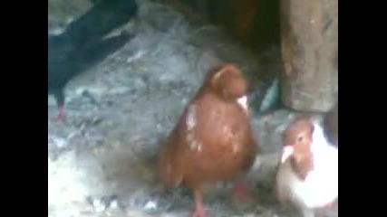 Gerdanliq