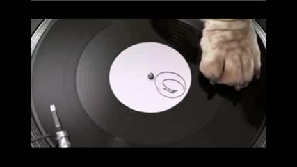 Куче прави beatbox