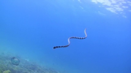 Bbc Underwater video, Snakes Thailand. 
