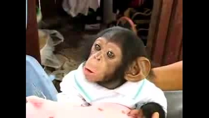 Cute Monkey