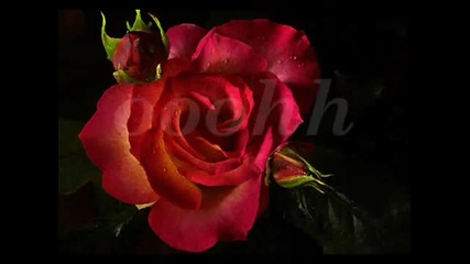 If Walls Could Talk - Celine Dion (lyrics)