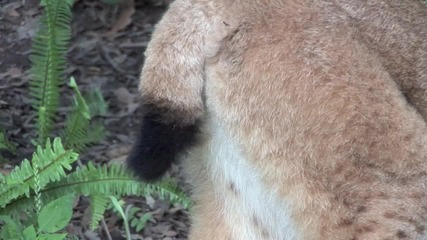 Canadian - Lynx - Species - Spotlight 