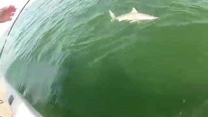 Ето така се изяжда акула