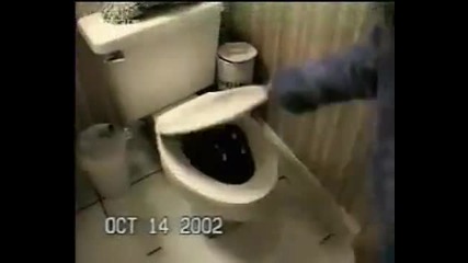 Bидeoтo което разсмя целия Свят