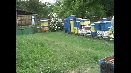 Bees swarm2010 - 4 