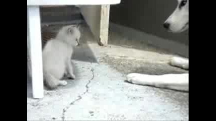 Kitten and Husky Playing 