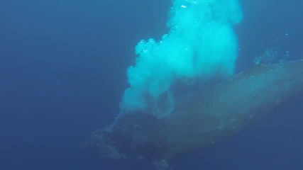 Удоволствието да плуваш с гърбатите китове