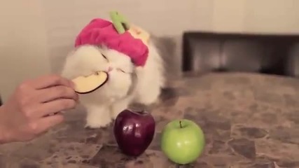 Коте сладурче обича ябълки