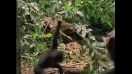 Бебе Шимпанзе