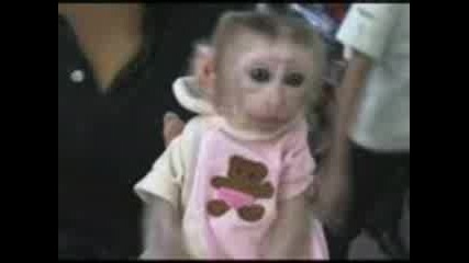 Бебе Шимпанзе