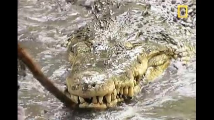 Кралска Кобра срещу Крокодил