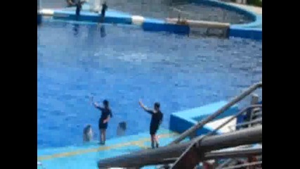 Oceanografic-spectaculo con Delfines