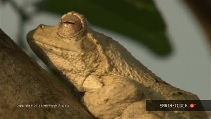 Мъжки жаби чакат за женски