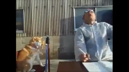 Всеки иска да има такова куче