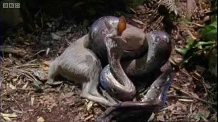 Watch this - New! Bbc Earth coming 