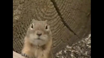 Dramatic Laughing Chipmunk