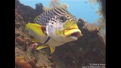 Красотата в природата - [hd]