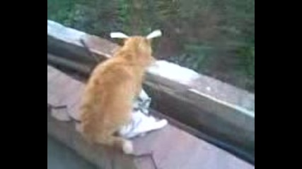 Смешно Котенце
