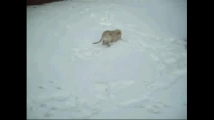 Golden Retriever , Много Сладко Куче На 3 мeсеца