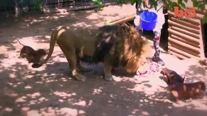 Лъв и кучета споделят храната си