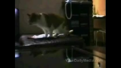 Говорещи Кокти
