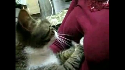 Котка с Голям Късмет
