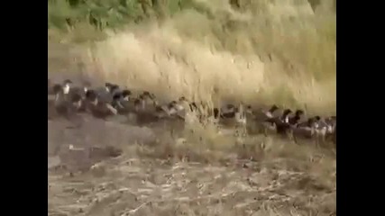 Паткомания патки 