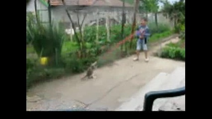 Луда котка