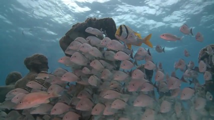 The Silent Evolution / Isla Mujeres * Meксико /