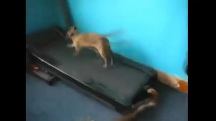 Funny Cats Compilation 2014 New