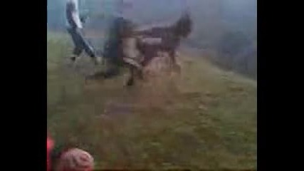 magare suples
