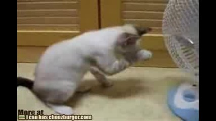 Коте срещу вентилатор