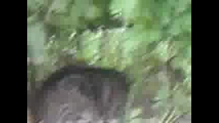 Много Яко