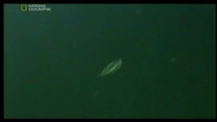 Dolphin army part 3 ( Делфинска армия част 3)